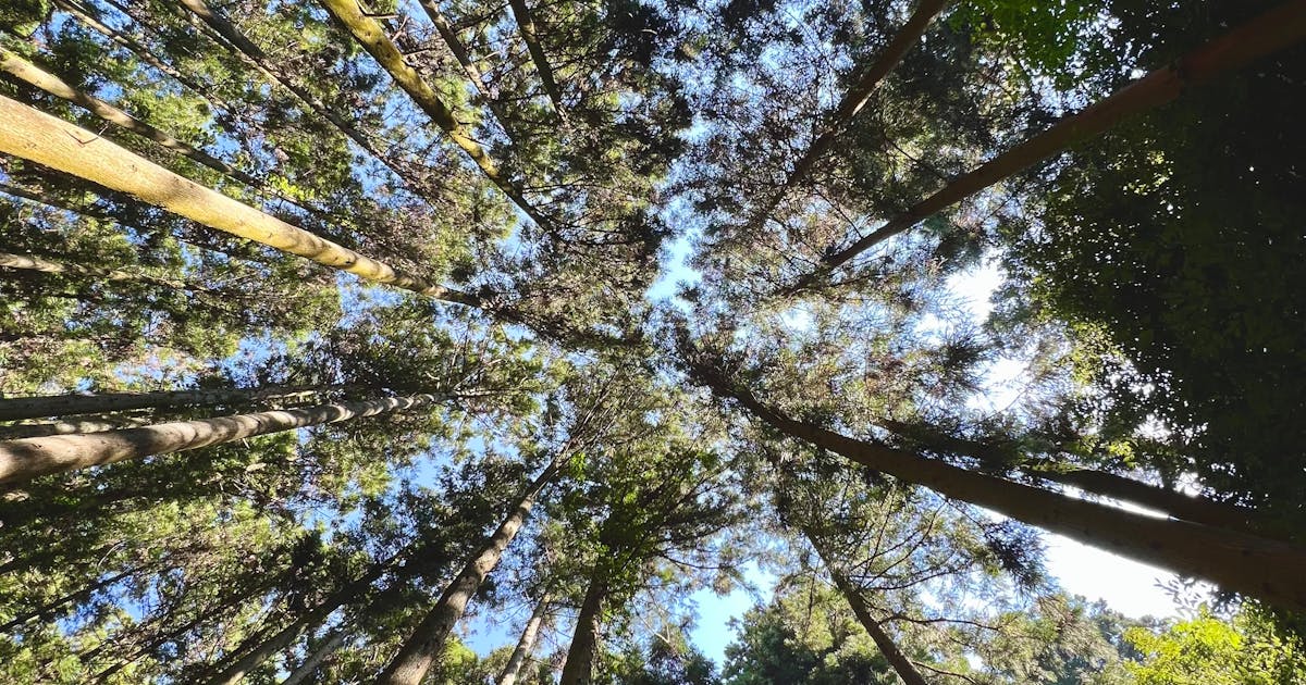 Forest Bathing and Nature Therapy Proven to Lower Stress and Boost Immunity